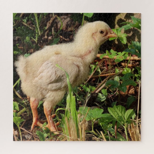 Quebra-cabeça frango bonitinho, pintinhos de frango, é claro. (Vertical)