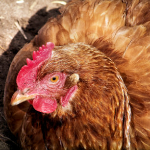 QUEBRA-CABEÇA FRANGO CUTO