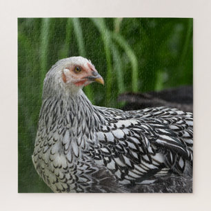 Quebra-cabeça Frango de Prata Lacrado