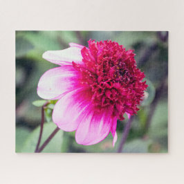 Quebra-cabeça Frilly Pink e Magenta Dahlia com duas tonalidades