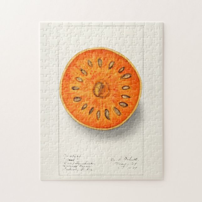 Quebra-cabeça Fruta de Bael (Aegle Marmelos) (Vertical)