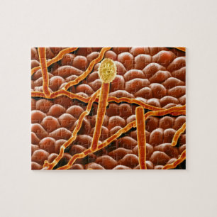 Quebra-cabeça Fungo do oídio pulverulento na poinsétia