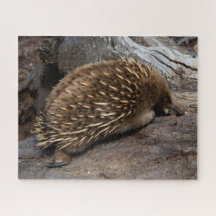Quebra-cabeça Furry Spiky Echidna Animal Wildlife, 520 pedaços