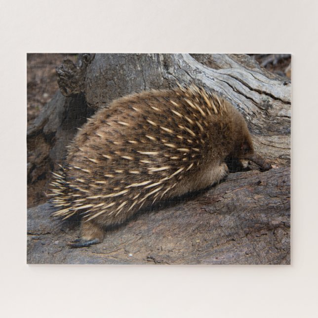 Quebra-cabeça Furry Spiky Echidna Animal Wildlife, 520 pedaços (Horizontal)