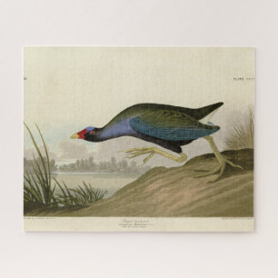 Quebra-cabeça Galáculo Roxo das Aves da América de Audubon