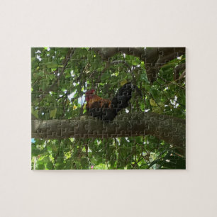Quebra-cabeça Galo de Kauai que senta-se na árvore - Havaí