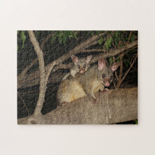 Quebra-cabeça Gambás de Brushtail