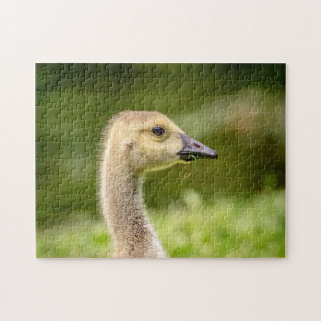 Quebra-cabeça Ganso canadense (Gosling) (Horizontal)