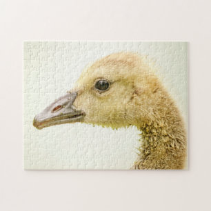 Quebra-cabeça Ganso canadense (Gosling)