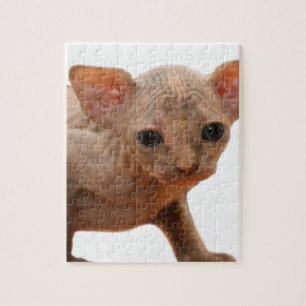 Quebra-cabeça Gatinho recém-nascido bonito do sphynx