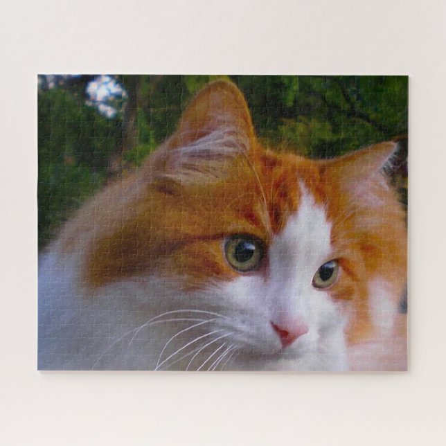 Quebra-cabeça Gato Angorá Turco. (Horizontal)