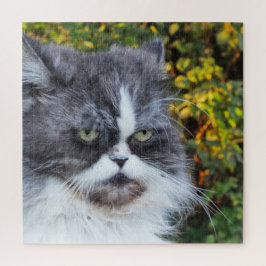 Quebra-cabeça gato, bonitinho, cinza, peluche, doméstico, felino