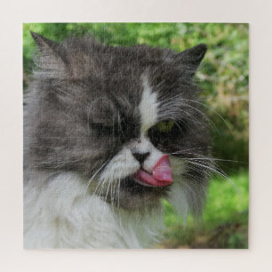 Quebra-cabeça gato, bonitinho, cinza, peluda, doméstica, felina