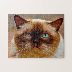 Quebra-cabeça Gato de Cabelo Curto Britânico.