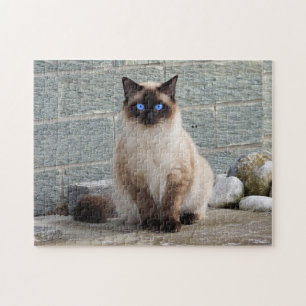 Quebra-cabeça Gato Fluffy com Olhos Azuis