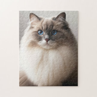 Quebra-cabeça Gato Ragdoll de Olhos Azuis | Luxo Fofo