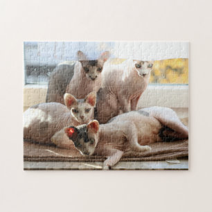 Quebra-cabeça Gatos sem Cabelo em uma janela - Sphynx