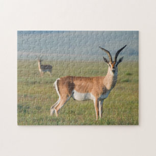 Quebra-cabeça Gazela de Grant, Cratera de Ngorongoro, Ngorongoro