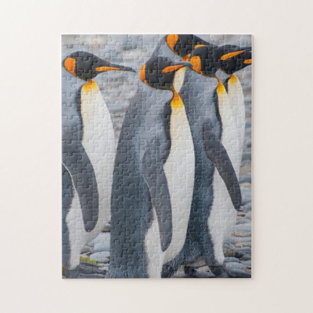 Quebra-cabeça Geórgia do Sul. Pinguins-reis (Vertical)