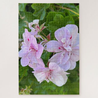 Quebra-cabeça Gerânio de Hera Rosa Pálido, Oakland