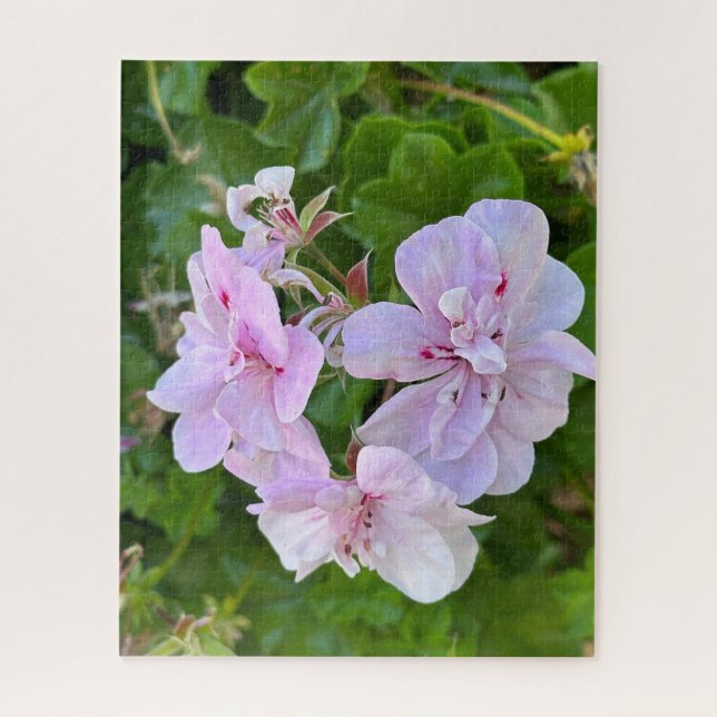 Quebra-cabeça Gerânio de Hera Rosa Pálido, Oakland (Vertical)