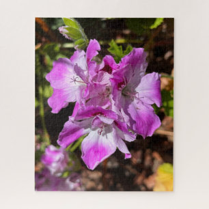 Quebra-cabeça Gerânio Martha Washington Rosa-Lavanda, Oakland