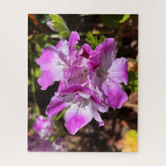 Quebra-cabeça Gerânio Martha Washington Rosa-Lavanda, Oakland