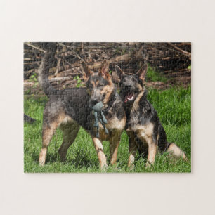 Quebra-cabeça German shepherd azul Duo