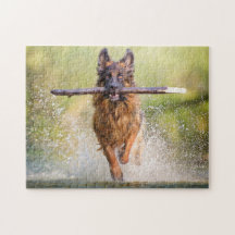 German shepherd com Stick