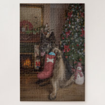 German shepherd no Natal