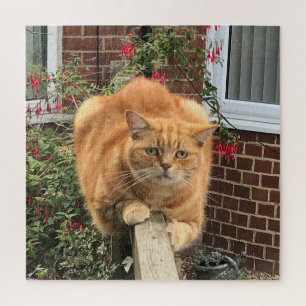 Quebra-cabeça Ginger Cat Engraçado na Cerca