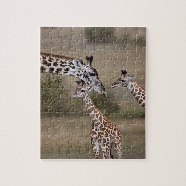 Quebra-cabeça Girafa Masai (Giraffa tippelskirchi) (Vertical)
