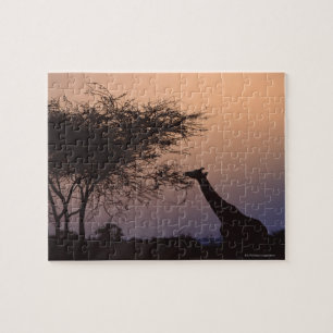 Quebra-cabeça Girafa Reticulada 2