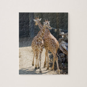 Quebra-cabeça girafas