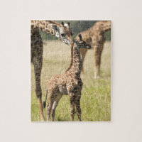 girafas Masai, Giraffa camelopardalis 2