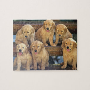 Quebra-cabeça Golden retriever; é um relativamente moderno e