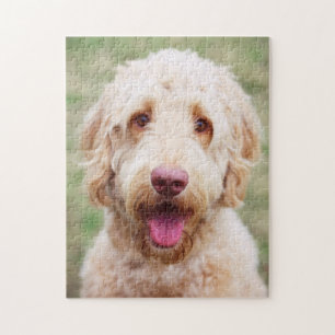 Quebra-cabeça Goldendoodle sorrindo