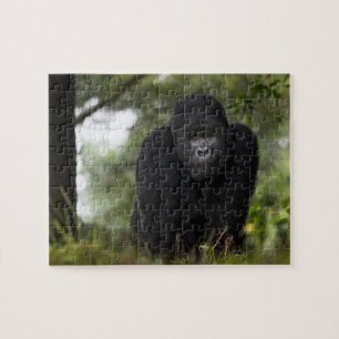 Quebra-cabeça Gorila da Montanha e Silverback