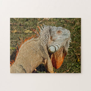 Quebra-cabeça Grande Adulto Iguana Lizard na grama