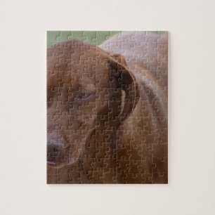 Quebra-cabeça Grande cão de Vizsla