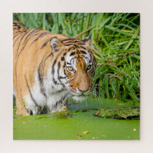 Quebra-cabeça Grande Tigre Nadando com Folhagem Verde