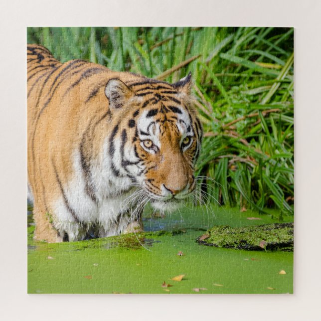 Quebra-cabeça Grande Tigre Nadando com Folhagem Verde (Vertical)