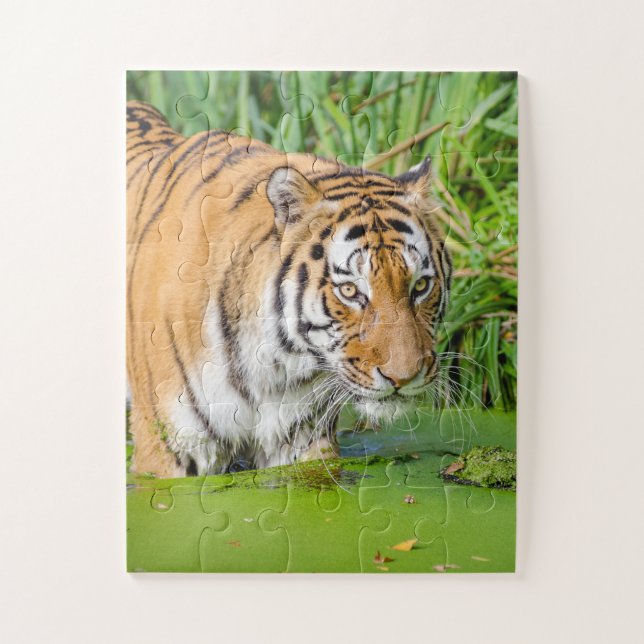 Quebra-cabeça Grande Tigre Nadando com Folhagem Verde (Vertical)