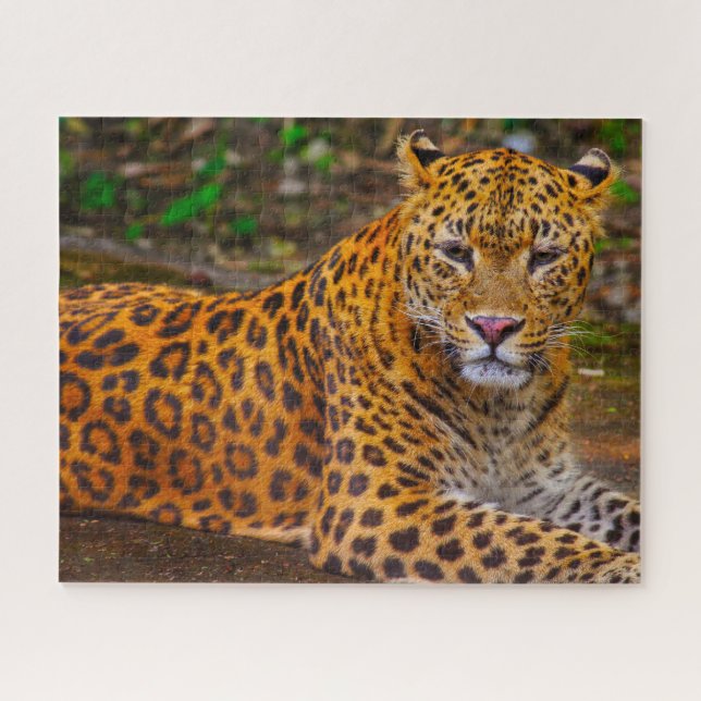 Quebra-cabeça Grandes Felinos Jaguar. (Horizontal)