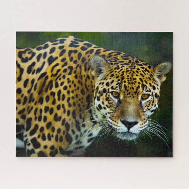 Quebra-cabeça Grandes Felinos Jaguar. (Horizontal)