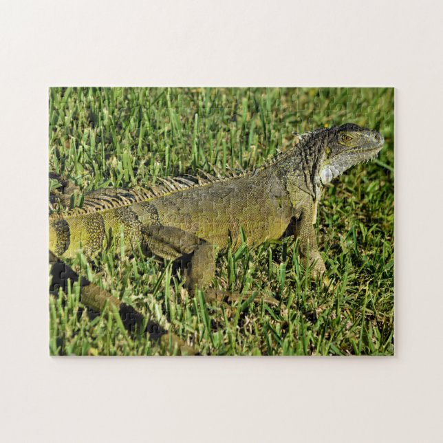 Quebra-cabeça Green Iguana Lizard em Grass (Horizontal)