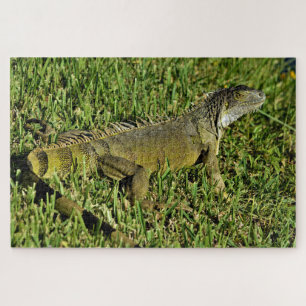 Quebra-cabeça Green Iguana Lizard em Grass