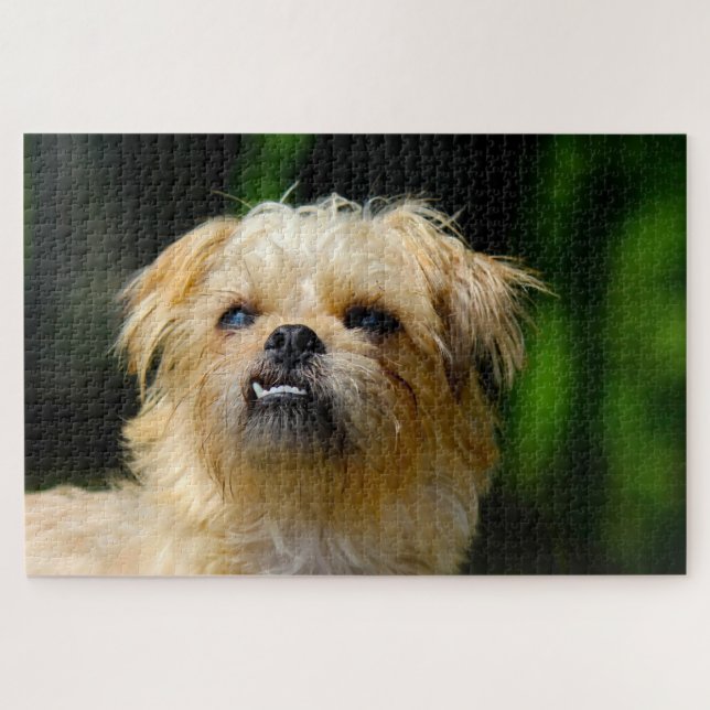 Quebra-cabeça Griffon Dog Jigsaws. (Horizontal)