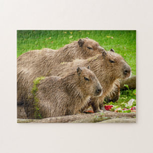 Quebra-cabeça Grupo Capybara