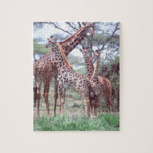 Quebra-cabeça Grupo ou Rebanho de Girafas com Filhotes, Giraffa